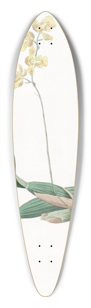 Sydenham Edwards - Horned Oncidium 39.3 inch art pintail longboard deck
