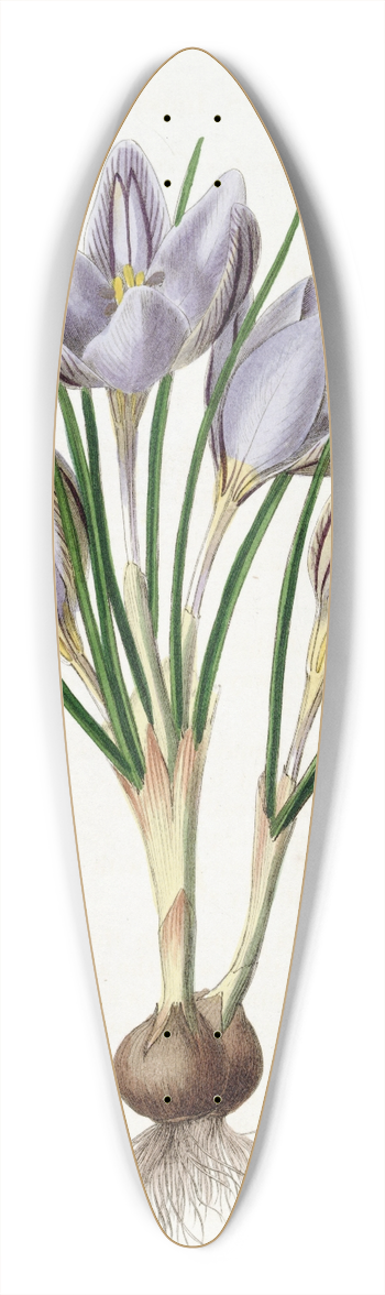 Sydenham Edwards - Imperatos Crocus 39.3 inch art pintail longboard deck