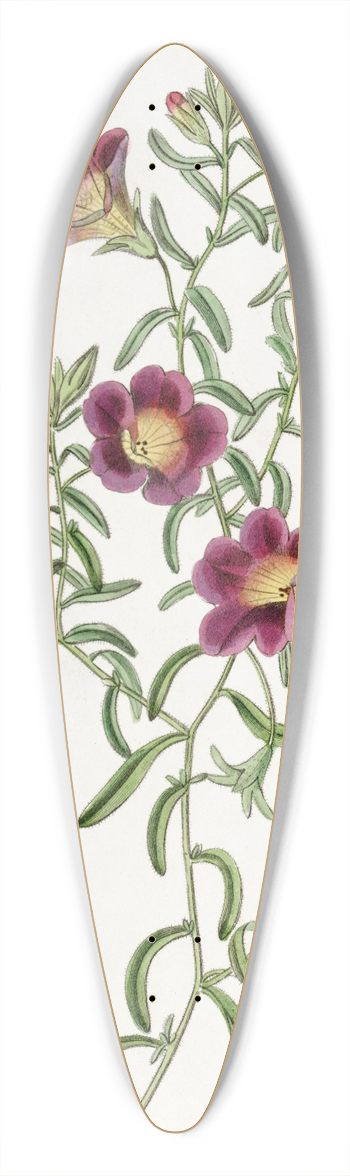 Sydenham Edwards - Intermediate Petunia 39.3 inch art pintail longboard deck