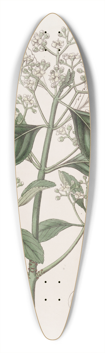 Sydenham Edwards - Japan Euonymus 39.3 inch art pintail longboard deck