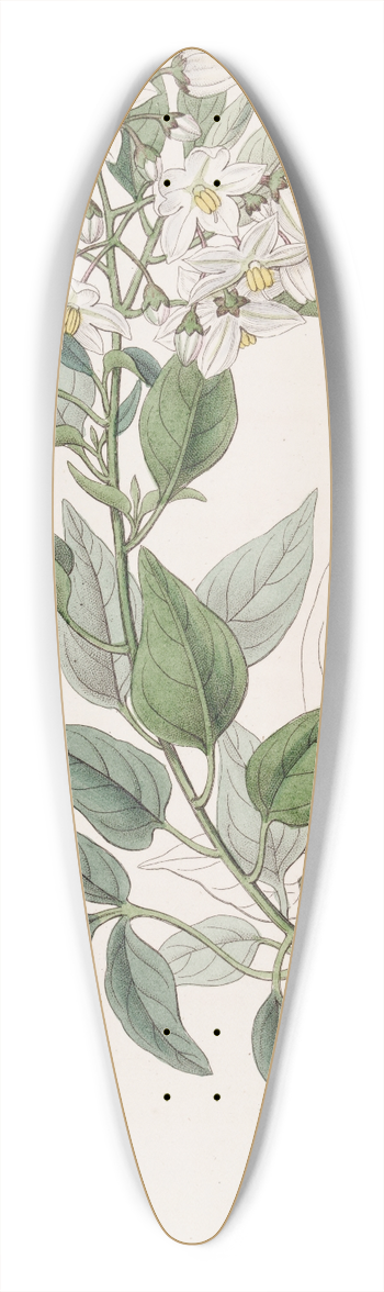 Sydenham Edwards - Jasmine-leaved Bittersweet 39.3 inch art pintail longboard deck