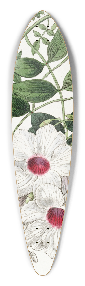 Sydenham Edwards - Jasmine-leaved Tecoma 39.3 inch art pintail longboard deck