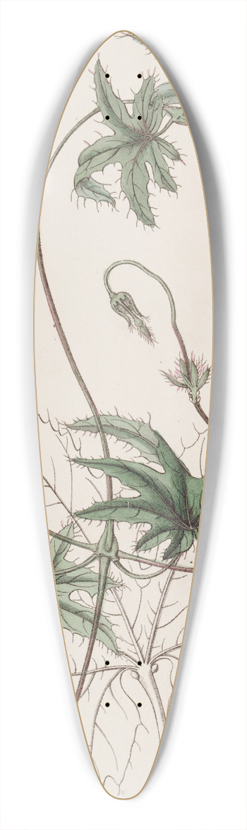 Sydenham Edwards - Jatropha-leaved Stigmaphyllon 39.3 inch art pintail longboard deck