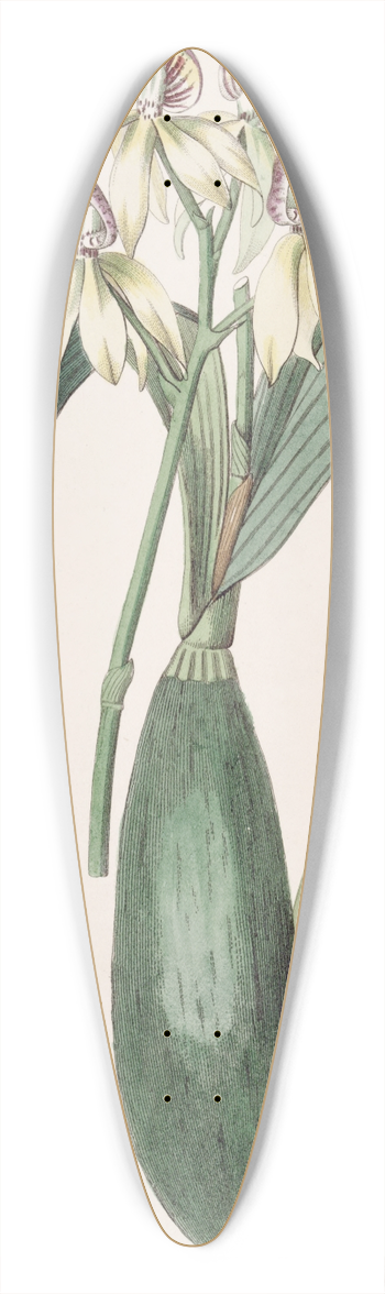 Sydenham Edwards - Lance-leaved Epindendrum 39.3 inch art pintail longboard deck