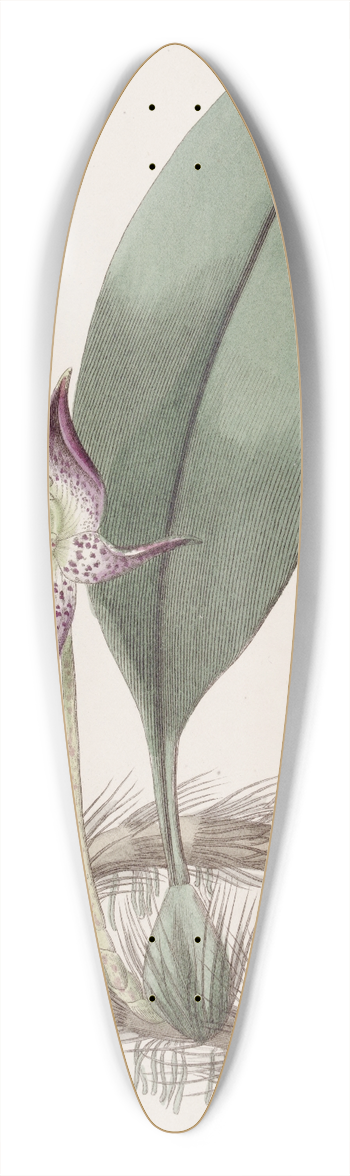 Sydenham Edwards - Large-flowered Bolbophyllum 39.3 inch art pintail longboard deck