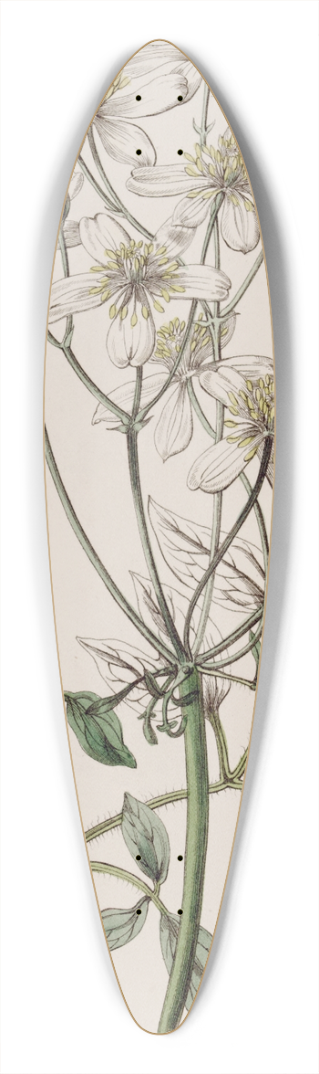 Sydenham Edwards - Large-flowered erect Clematis 39.3 inch art pintail longboard deck