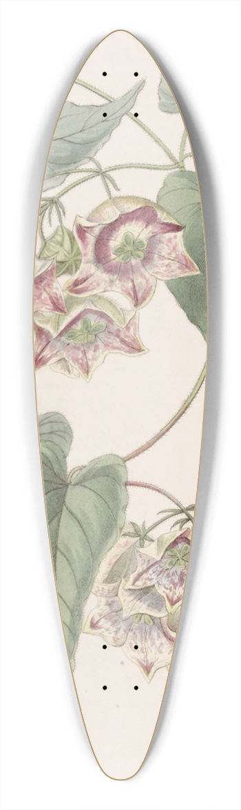 Sydenham Edwards - Large-flowered Philibertia 39.3 inch art pintail longboard deck