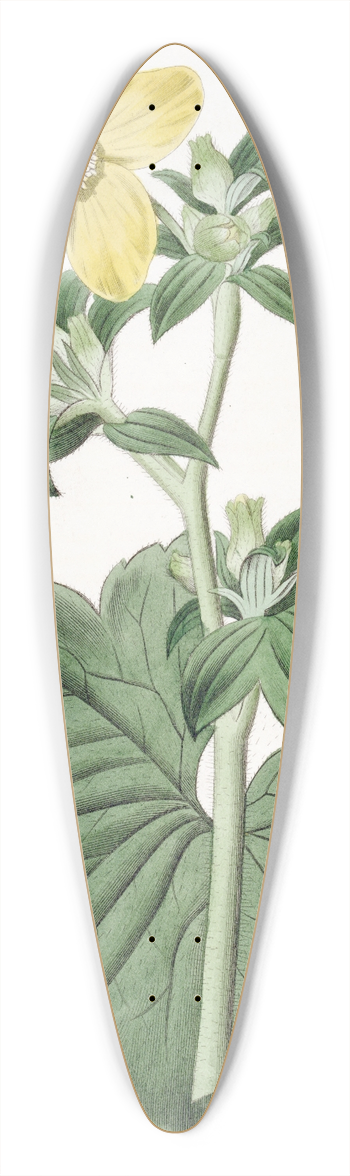 Sydenham Edwards - Large-leaved Candian Crowfoot 39.3 inch art pintail longboard deck