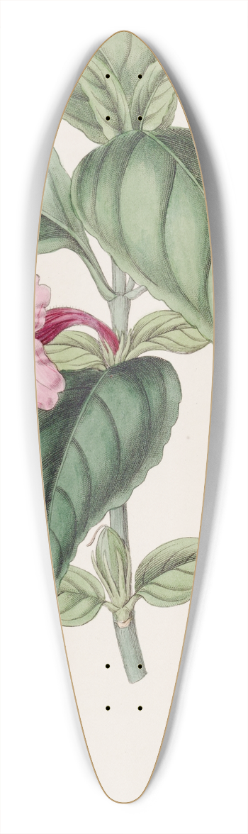Sydenham Edwards - Lilac-flowered Ruellia 39.3 inch art pintail longboard deck