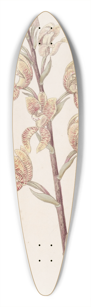 Sydenham Edwards - Lindens Govenia 39.3 inch art pintail longboard deck