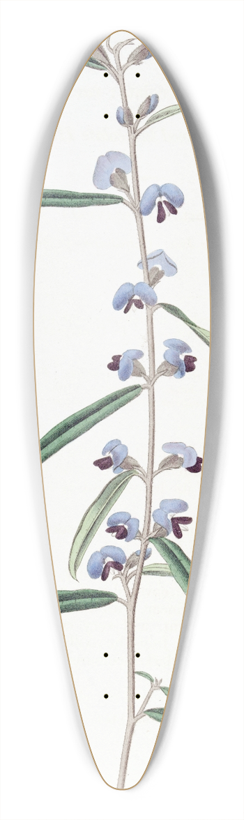 Sydenham Edwards - Linear-leaved Lanceolate Hovea 39.3 inch art pintail longboard deck