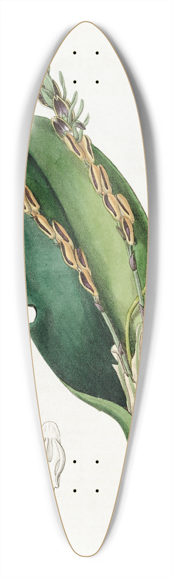 Sydenham Edwards - Lizard-headed Pleurothallis 39.3 inch art pintail longboard deck