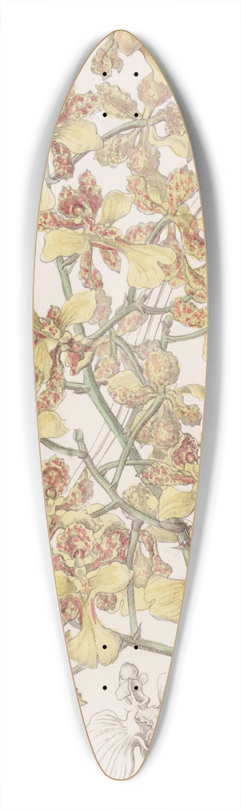 Sydenham Edwards - Long-Leaved Oncidium 39.3 inch art pintail longboard deck