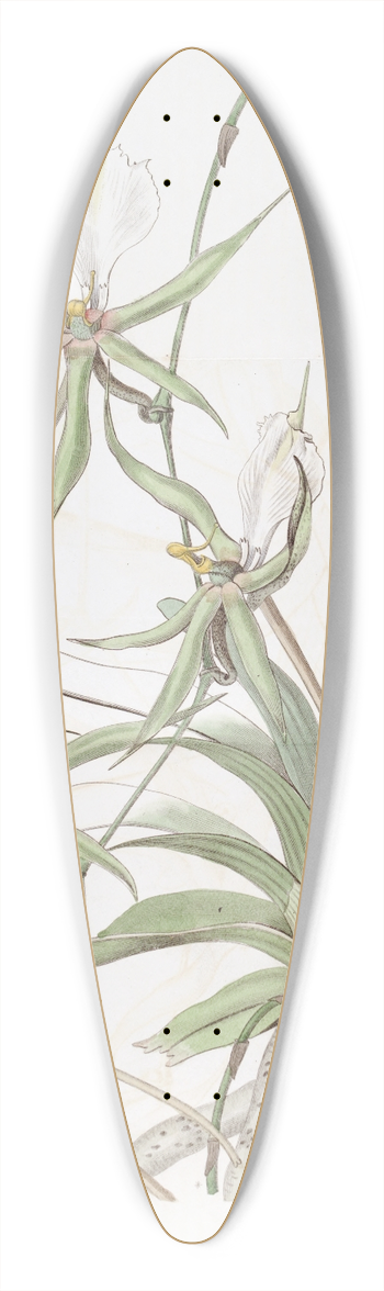 Sydenham Edwards - Long-tailed Angraecum 39.3 inch art pintail longboard deck