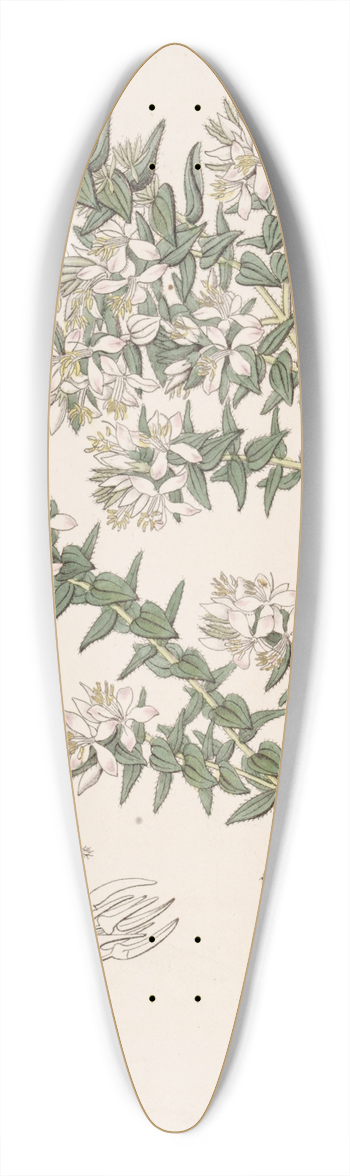 Sydenham Edwards - Loose-barked Marcetia 39.3 inch art pintail longboard deck