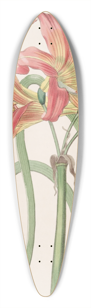 Sydenham Edwards - Meadow Habranthus 39.3 inch art pintail longboard deck