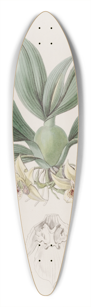 Sydenham Edwards - Messrs. Rollissons Maxillaria 39.3 inch art pintail longboard deck