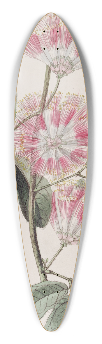 Sydenham Edwards - Mr. Harriss Inga 39.3 inch art pintail longboard deck