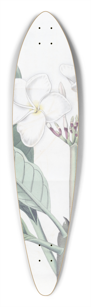 Sydenham Edwards - Mr. Lamberts Plumeria 39.3 inch art pintail longboard deck
