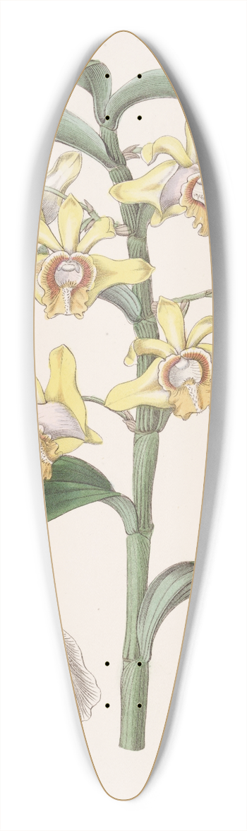 Sydenham Edwards - Mr. Ruckers Dendrobium 39.3 inch art pintail longboard deck