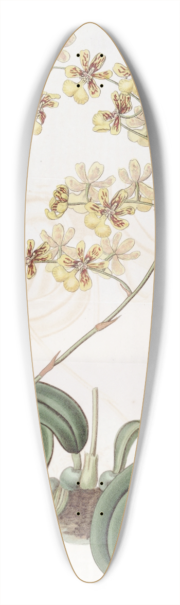 Sydenham Edwards - Mrs. Arnold Harrisons Oncidium 39.3 inch art pintail longboard deck