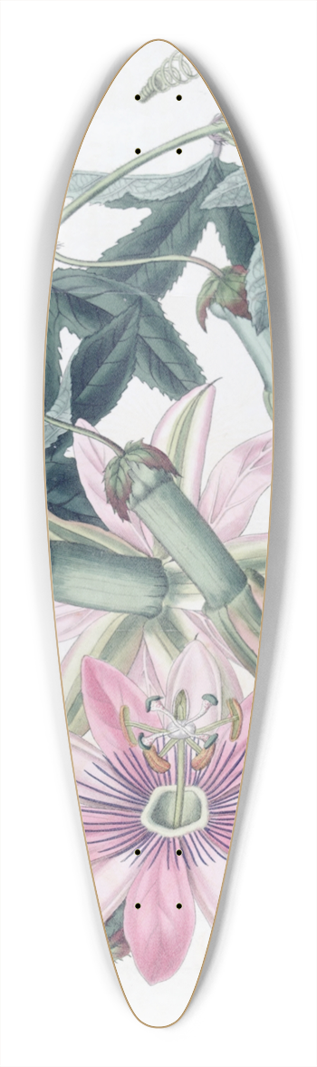 Sydenham Edwards - Mrs. Marryats Tacsonia 39.3 inch art pintail longboard deck