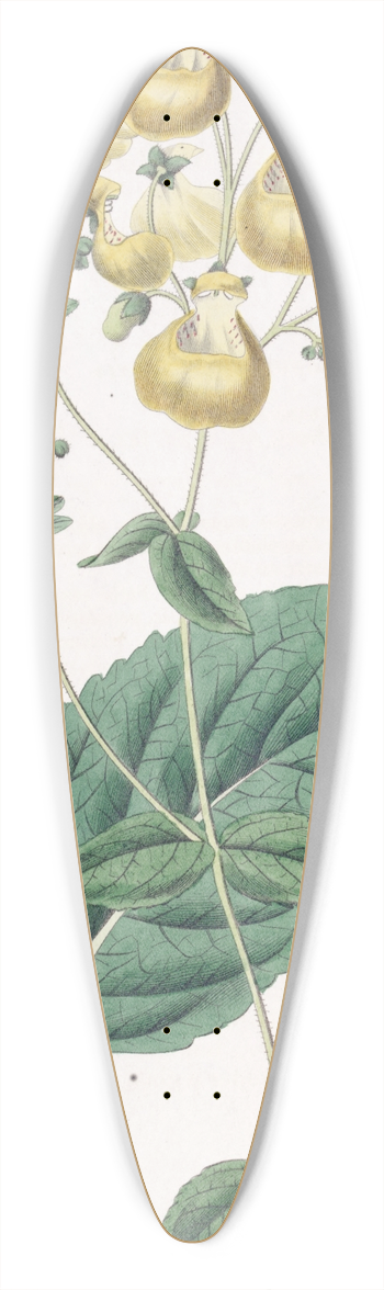 Sydenham Edwards - Mr. W. Herberts Calceolaria 39.3 inch art pintail longboard deck