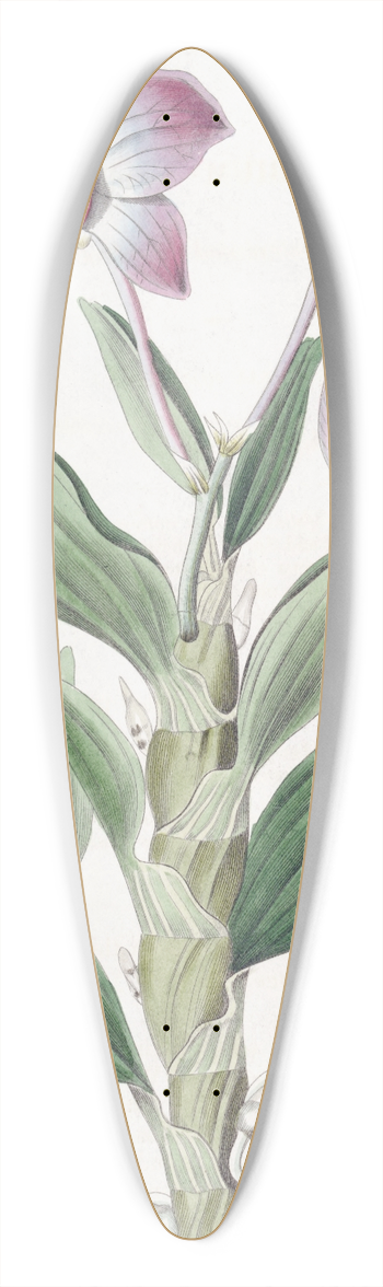 Sydenham Edwards - Necklace-Stemmed Dendrobium 39.3 inch art pintail longboard deck