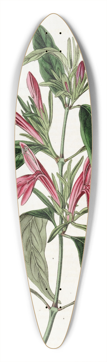 Sydenham Edwards - Oblong-leaved Beloperone 39.3 inch art pintail longboard deck