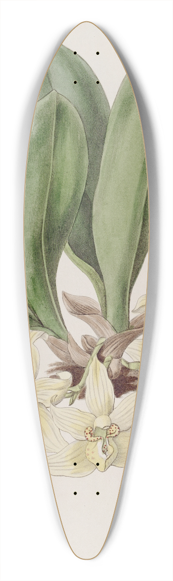 Sydenham Edwards - Pale Stenia 39.3 inch art pintail longboard deck