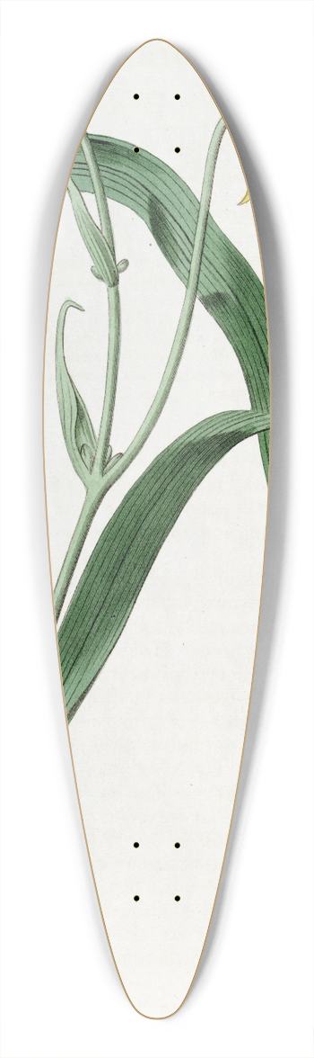 Sydenham Edwards - Pale Yellow Cyclobothra 39.3 inch art pintail longboard deck