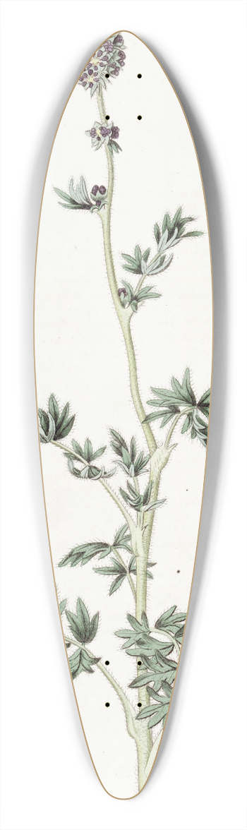 Sydenham Edwards - Pinnatifid Acaena 39.3 inch art pintail longboard deck