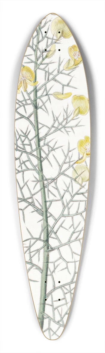 Sydenham Edwards - Portuguese Furze 39.3 inch art pintail longboard deck