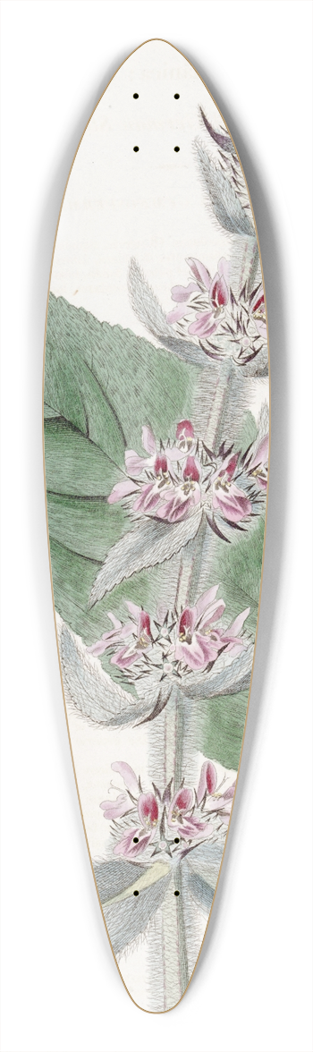 Sydenham Edwards - Pubescent German Stachys 39.3 inch art pintail longboard deck