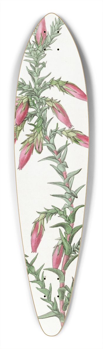 Sydenham Edwards - Red Cosmelia 39.3 inch art pintail longboard deck