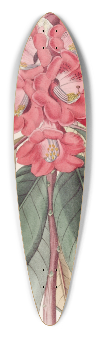 Sydenham Edwards - Rhododendron Rollissonii 39.3 inch art pintail longboard deck