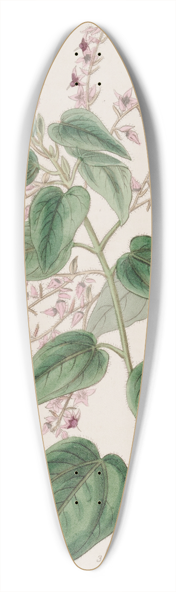 Sydenham Edwards - Rosy-armed Corethrostylis 39.3 inch art pintail longboard deck
