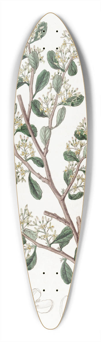 Sydenham Edwards - Round-leaved Duvaua 39.3 inch art pintail longboard deck