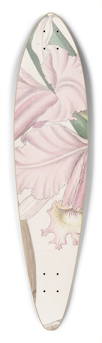 Sydenham Edwards - Sir Charles Lemons Cattleya 39.3 inch art pintail longboard deck