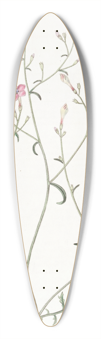 Sydenham Edwards - Slender-flowered Gilia 39.3 inch art pintail longboard deck