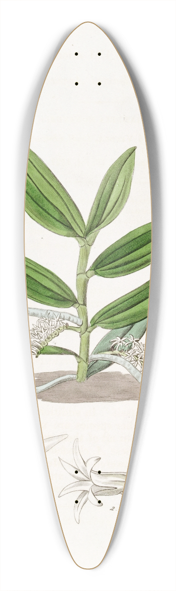 Sydenham Edwards - Small-flowered Angraecum 39.3 inch art pintail longboard deck