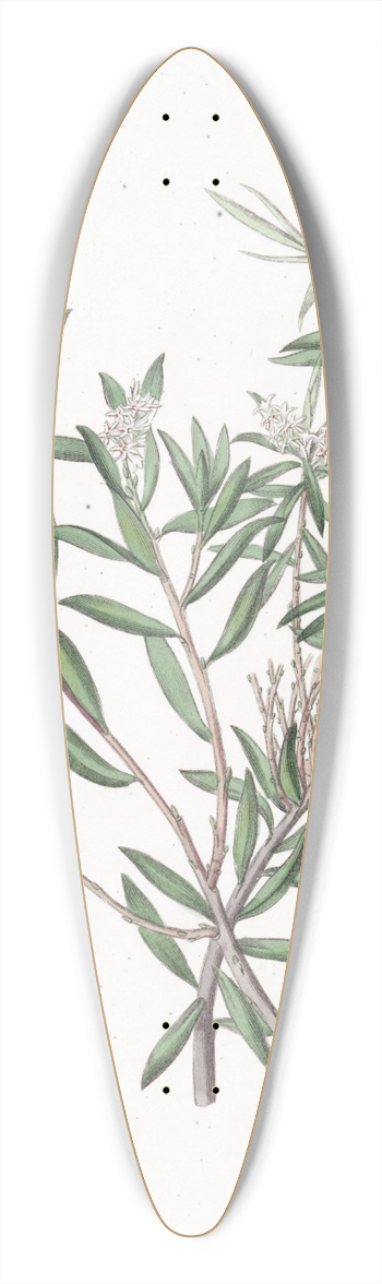Sydenham Edwards - Small-flowered Whitebeard 39.3 inch art pintail longboard deck
