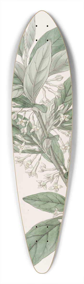 Sydenham Edwards - Small-leaved Oleaster 39.3 inch art pintail longboard deck