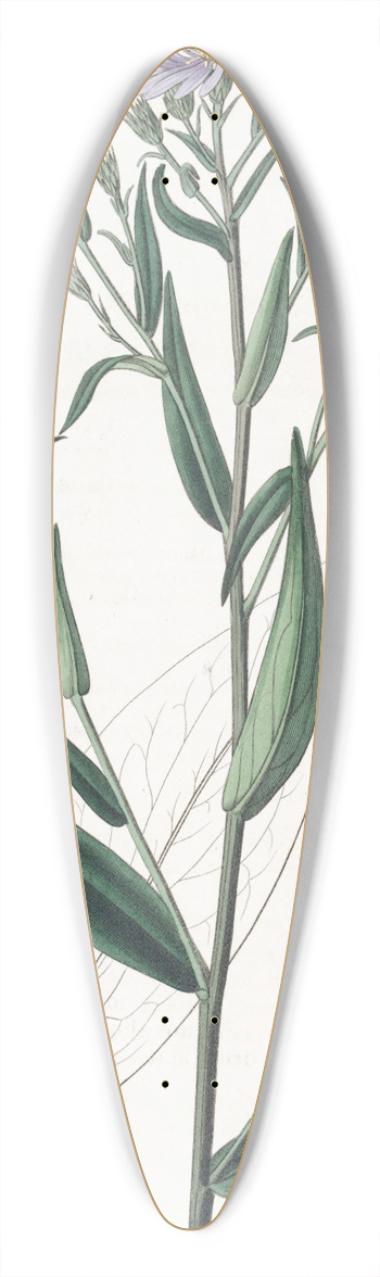 Sydenham Edwards - Smooth Aster 39.3 inch art pintail longboard deck