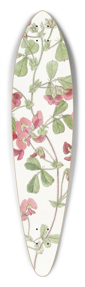 Sydenham Edwards - Smooth-leaved Kennedya 39.3 inch art pintail longboard deck