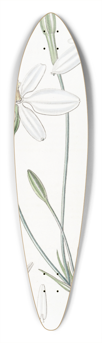 Sydenham Edwards - Snow-white Milla 39.3 inch art pintail longboard deck