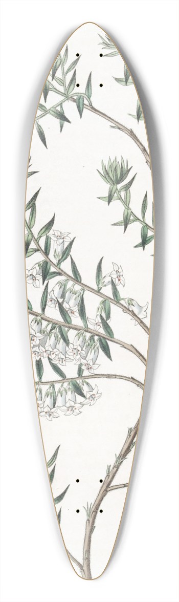 Sydenham Edwards - Snowy Epacris 39.3 inch art pintail longboard deck