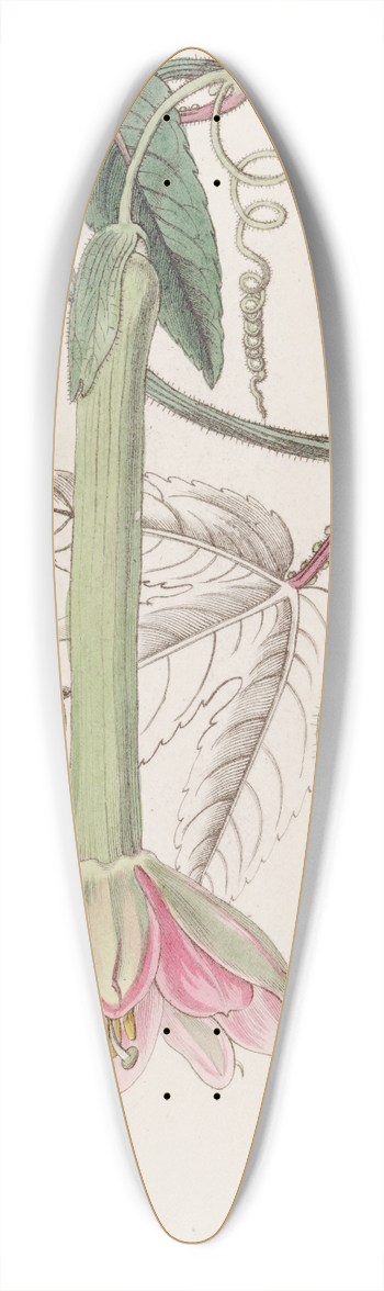 Sydenham Edwards - Soft-leaved Tacsonia 39.3 inch art pintail longboard deck
