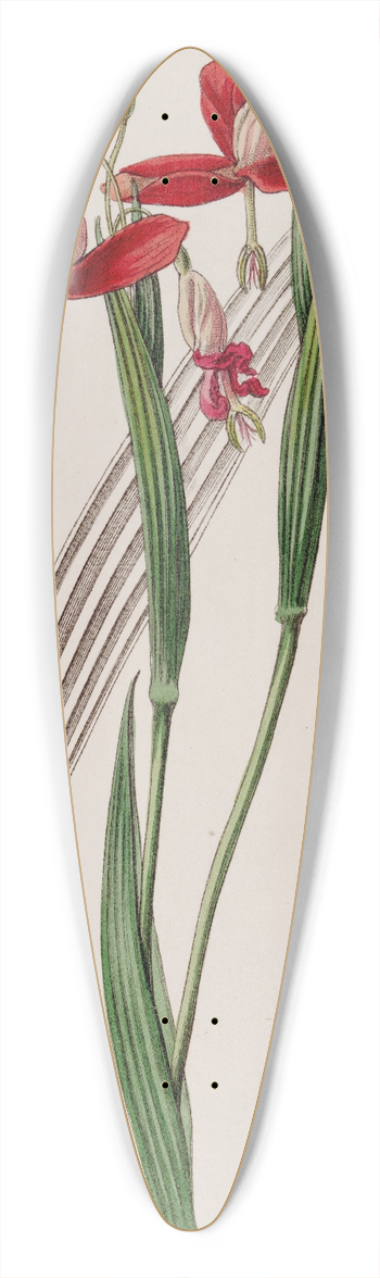 Sydenham Edwards - Spotless Stiffstalk 39.3 inch art pintail longboard deck