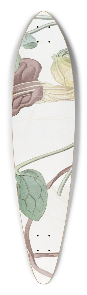 Sydenham Edwards - Spotted Cattleya 39.3 inch art pintail longboard deck